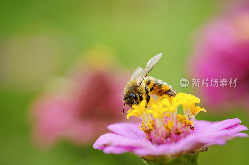 紫花上的蜜蜂(Apis mellifera)